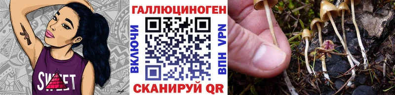 OMG ТОР Перевоз Псилоцибиновые грибы MAGIC MUSHROOMS